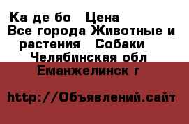 Ка де бо › Цена ­ 25 000 - Все города Животные и растения » Собаки   . Челябинская обл.,Еманжелинск г.